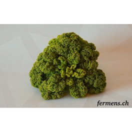 Légume - Chou Kale vert frisé BIO