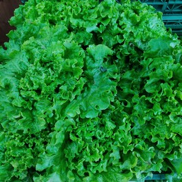 Légume - Salade Batavia BIO