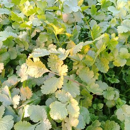 Herbe aromatique - Coriandre