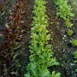 Légume - Salade à tondre